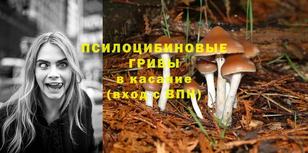 сатива Абаза